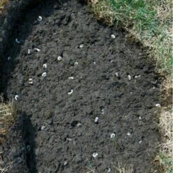 DCM Heteri-Guard - Aaltjes Tegen Engerlingen In Gazon - Voor 100 M² -EDIALUX Verkoop aaltjes tegen engerlingen 100 m 1540634989 2 600