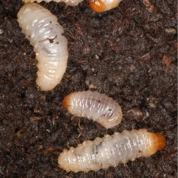 DCM Kraussi-Guard - Aaltjes Tegen Larven Van De Taxuskever - 10 M²