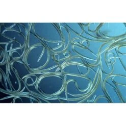 Aquanemix 1.25 V - Doseersproeier Voor Aaltjes -EDIALUX Verkoop auquanemix 125 v doseersproeier 1497858309 1 600