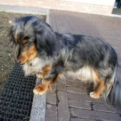 Dierenwerende Rasters - Anti-graven - Set Van 2 Stuks -EDIALUX Verkoop dierenwerende matten 1543585595 2 600