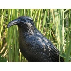 Duivenverjager Kraai -EDIALUX Verkoop duivenverjager kraai 1484053985 3 600