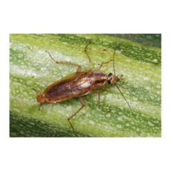 Kakkerlakkenval XL + Lokstof - Set Van 4 Stuks 7 Kakkerlakkenval XL + Lokstof - Set Van 4 Stuks -EDIALUX Verkoop kakkerlakkenval xl lokstof 1499689639 3 600