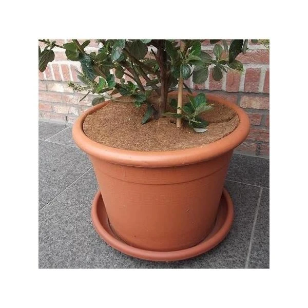 Kokos Afdekring - Ø 25 Cm 4 Kokos Afdekring - Ø 25 Cm - Afbeelding 2